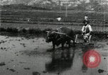 Image of Korean farmer harrowing Korea, 1936, second 8 stock footage video 65675028846