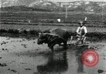 Image of Korean farmer harrowing Korea, 1936, second 9 stock footage video 65675028846