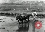 Image of Korean farmer harrowing Korea, 1936, second 10 stock footage video 65675028846