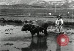 Image of Korean farmer harrowing Korea, 1936, second 11 stock footage video 65675028846