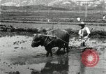 Image of Korean farmer harrowing Korea, 1936, second 12 stock footage video 65675028846