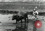 Image of Korean farmer harrowing Korea, 1936, second 13 stock footage video 65675028846