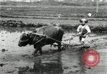 Image of Korean farmer harrowing Korea, 1936, second 14 stock footage video 65675028846