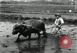 Image of Korean farmer harrowing Korea, 1936, second 15 stock footage video 65675028846