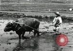 Image of Korean farmer harrowing Korea, 1936, second 16 stock footage video 65675028846