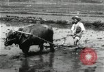 Image of Korean farmer harrowing Korea, 1936, second 17 stock footage video 65675028846