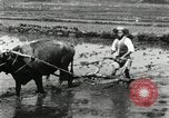 Image of Korean farmer harrowing Korea, 1936, second 18 stock footage video 65675028846