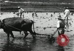Image of Korean farmer harrowing Korea, 1936, second 20 stock footage video 65675028846