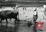 Image of Korean farmer harrowing Korea, 1936, second 21 stock footage video 65675028846