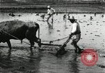 Image of Korean farmer harrowing Korea, 1936, second 22 stock footage video 65675028846