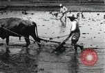 Image of Korean farmer harrowing Korea, 1936, second 23 stock footage video 65675028846
