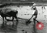 Image of Korean farmer harrowing Korea, 1936, second 24 stock footage video 65675028846