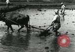 Image of Korean farmer harrowing Korea, 1936, second 25 stock footage video 65675028846
