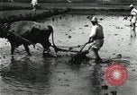 Image of Korean farmer harrowing Korea, 1936, second 26 stock footage video 65675028846