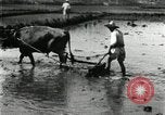 Image of Korean farmer harrowing Korea, 1936, second 27 stock footage video 65675028846