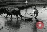 Image of Korean farmer harrowing Korea, 1936, second 28 stock footage video 65675028846