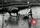 Image of Korean farmer harrowing Korea, 1936, second 29 stock footage video 65675028846
