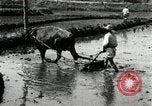 Image of Korean farmer harrowing Korea, 1936, second 30 stock footage video 65675028846
