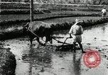 Image of Korean farmer harrowing Korea, 1936, second 31 stock footage video 65675028846