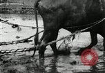 Image of Korean farmer harrowing Korea, 1936, second 32 stock footage video 65675028846