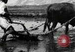 Image of Korean farmer harrowing Korea, 1936, second 36 stock footage video 65675028846
