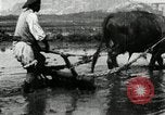 Image of Korean farmer harrowing Korea, 1936, second 37 stock footage video 65675028846