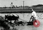 Image of Korean farmer harrowing Korea, 1936, second 39 stock footage video 65675028846