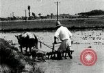 Image of Korean farmer harrowing Korea, 1936, second 41 stock footage video 65675028846