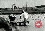 Image of Korean farmer harrowing Korea, 1936, second 42 stock footage video 65675028846