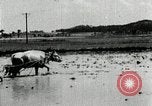 Image of Korean farmer harrowing Korea, 1936, second 46 stock footage video 65675028846