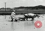 Image of Korean farmer harrowing Korea, 1936, second 51 stock footage video 65675028846
