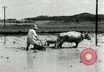 Image of Korean farmer harrowing Korea, 1936, second 52 stock footage video 65675028846