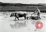 Image of Korean farmer harrowing Korea, 1936, second 54 stock footage video 65675028846