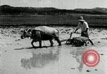 Image of Korean farmer harrowing Korea, 1936, second 55 stock footage video 65675028846