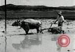 Image of Korean farmer harrowing Korea, 1936, second 56 stock footage video 65675028846