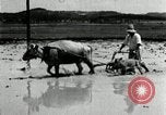 Image of Korean farmer harrowing Korea, 1936, second 57 stock footage video 65675028846