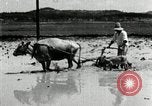 Image of Korean farmer harrowing Korea, 1936, second 58 stock footage video 65675028846