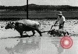 Image of Korean farmer harrowing Korea, 1936, second 59 stock footage video 65675028846