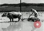 Image of Korean farmer harrowing Korea, 1936, second 60 stock footage video 65675028846