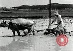 Image of Korean farmer harrowing Korea, 1936, second 62 stock footage video 65675028846