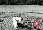 Image of Korean farmers spread manure Korea, 1936, second 10 stock footage video 65675028847