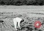 Image of Korean farmers spread manure Korea, 1936, second 13 stock footage video 65675028847