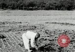 Image of Korean farmers spread manure Korea, 1936, second 16 stock footage video 65675028847