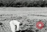 Image of Korean farmers spread manure Korea, 1936, second 30 stock footage video 65675028847