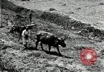 Image of Korean farmer with his bull makes way to home Korea, 1936, second 17 stock footage video 65675028848