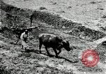 Image of Korean farmer with his bull makes way to home Korea, 1936, second 18 stock footage video 65675028848
