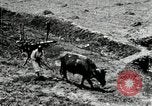 Image of Korean farmer with his bull makes way to home Korea, 1936, second 19 stock footage video 65675028848