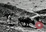 Image of Korean farmer with his bull makes way to home Korea, 1936, second 20 stock footage video 65675028848