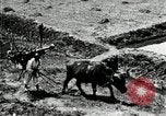 Image of Korean farmer with his bull makes way to home Korea, 1936, second 21 stock footage video 65675028848