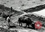 Image of Korean farmer with his bull makes way to home Korea, 1936, second 22 stock footage video 65675028848